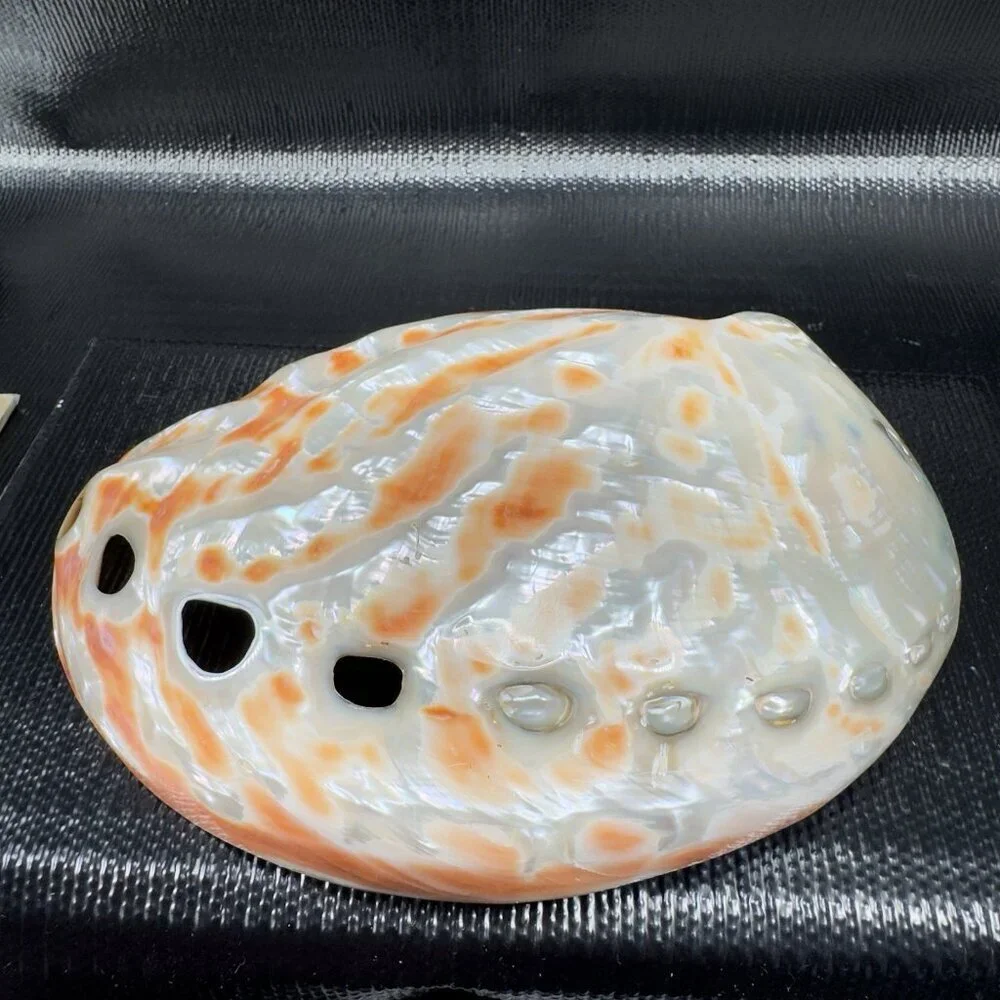 Natural Abalone Shell Large Dish Bowl Container Trinket Holder Iridescent Smooth
